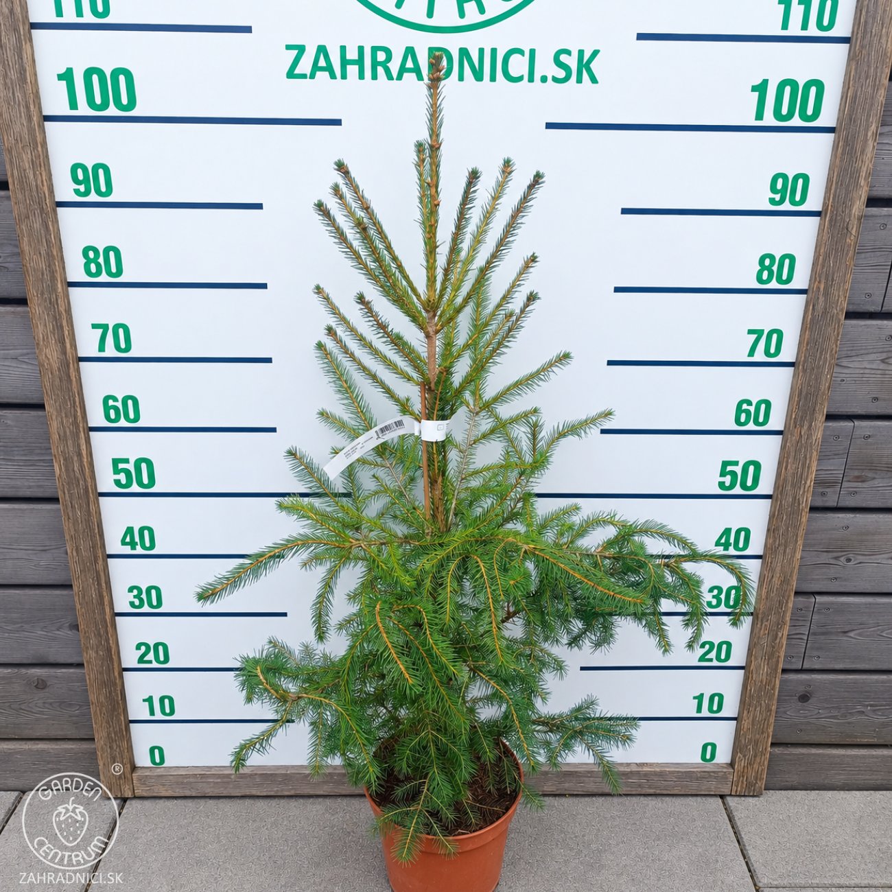 Obrázok Smrek obyčajný (Picea abies) - výška 80-100 cm, kont. C5L